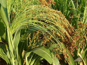 Sorghum brooms sirak metle